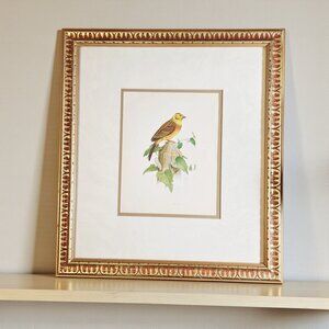 Large Vintage Gold Framed Yellowhammer Bird Matted Print Bedroom Wall Decor